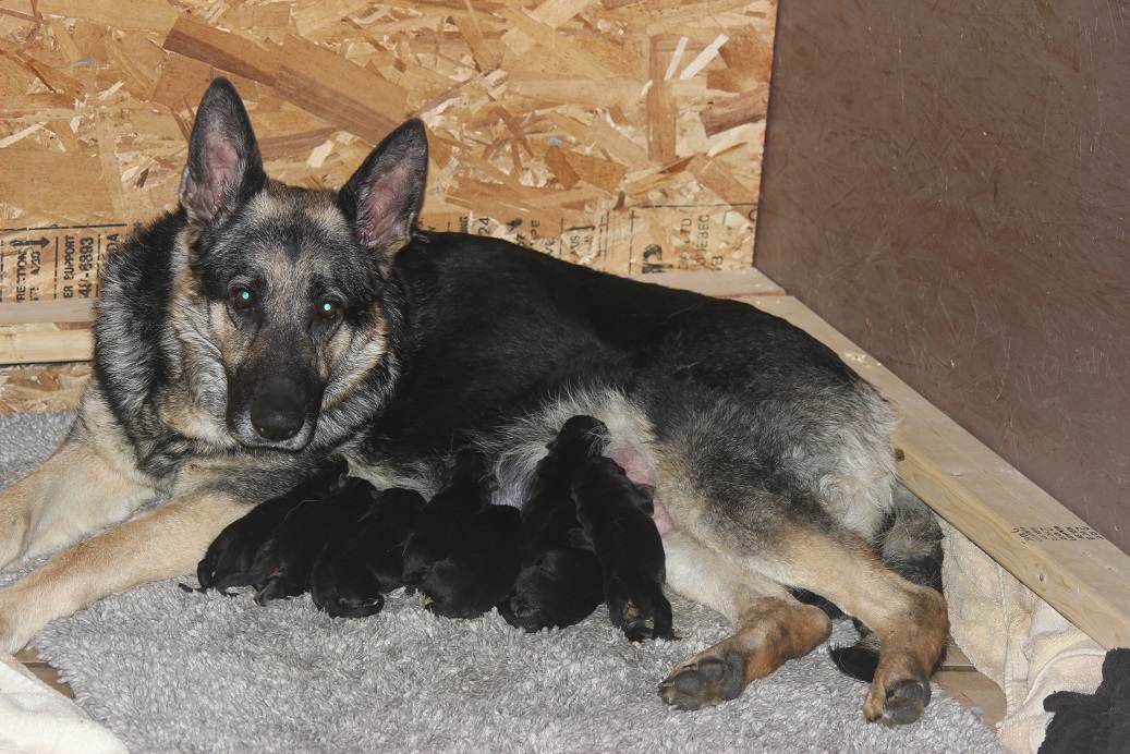 German Shepherd Breeders Michigan