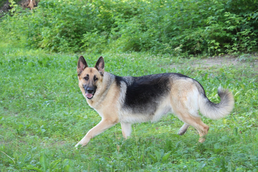 german shepherd puppies for sale gaylord michigan