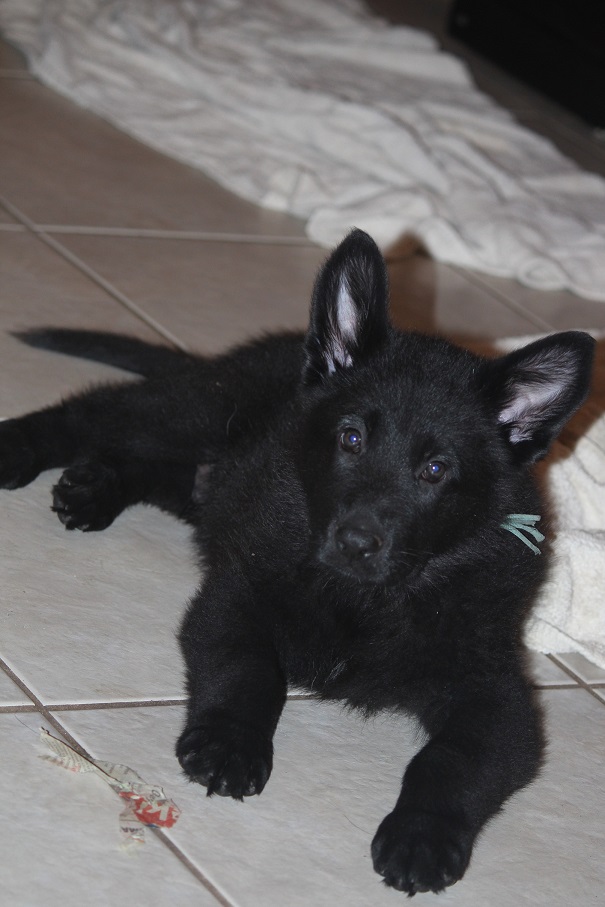 German Shepherd Breeders in Michigan