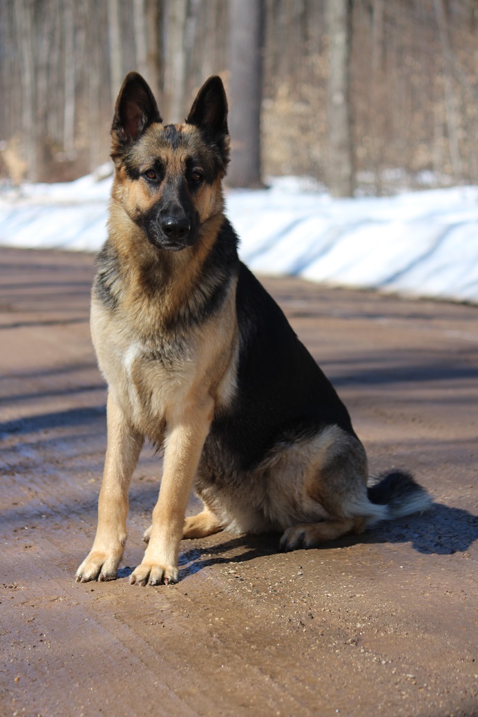 German Shepherd Breeders in Michigan