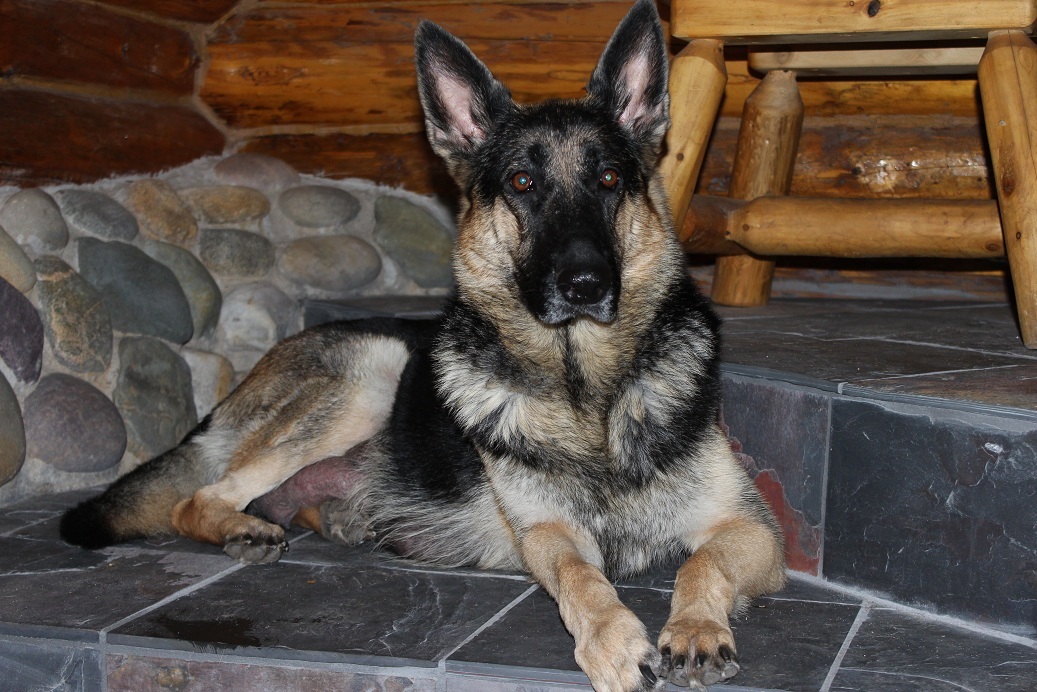 German Shepherd Breeders Michigan