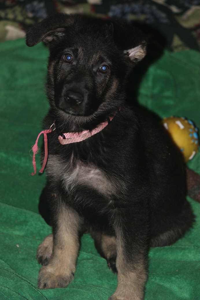 German Shepherd Breeders Michigan