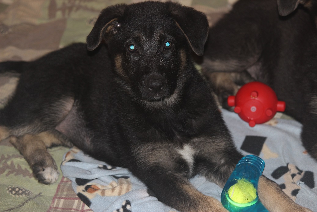 German Shepherd Breeders Michigan