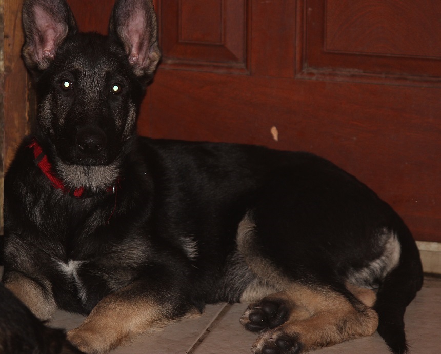 German Shepherd Breeders Michigan