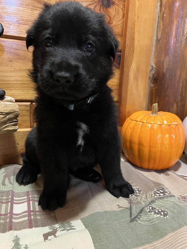 german shepherd puppies for sale michigan 