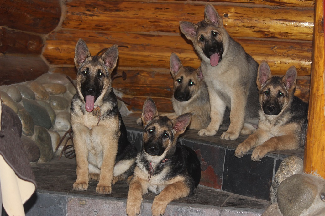 german Shepherd puppies for sale Michigan
