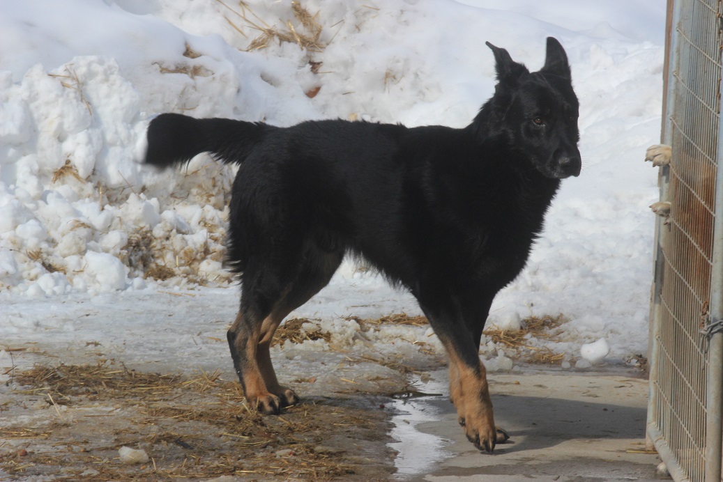 GERMAN SHEPHERD PUPPIES FOR SALE