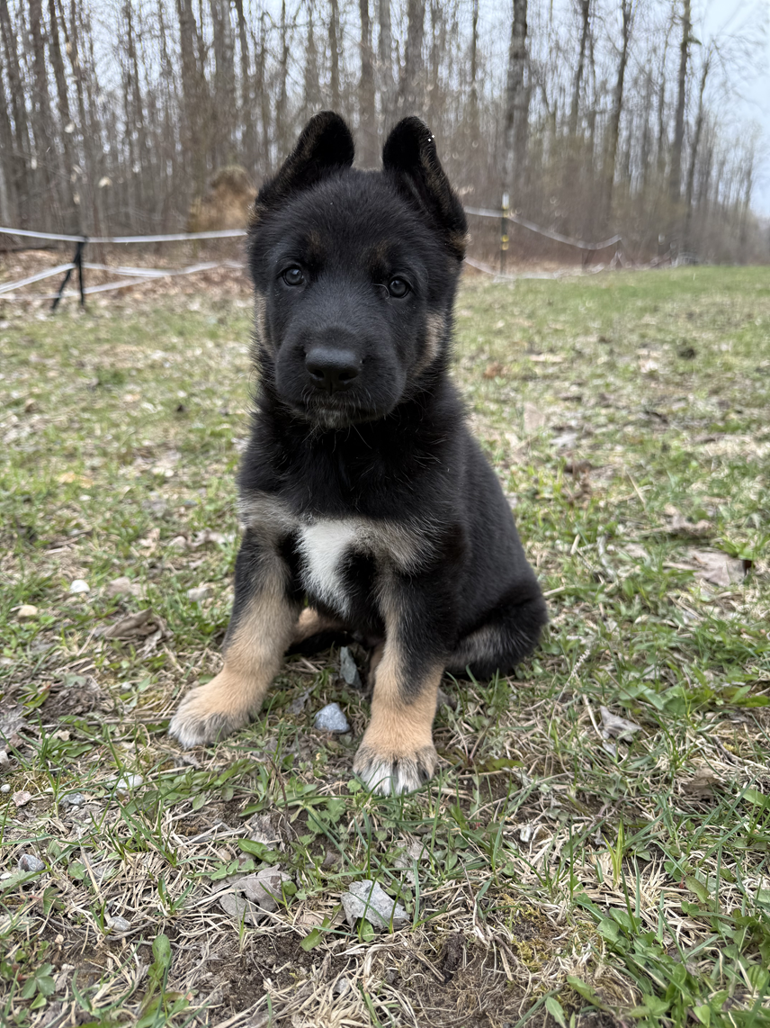 browning haus has a male german shepherd pup available