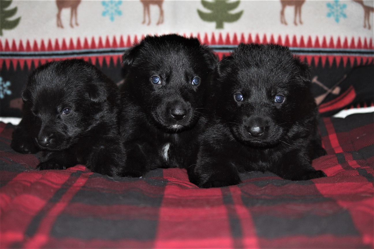 German Shepherd Puppies For Sale In Michigan Under 200 German