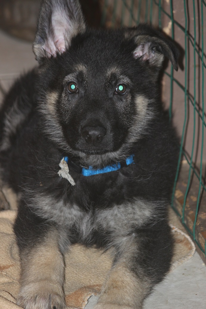 German Shepherd Breeders Michigan
