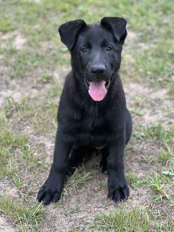 #BROWNINGHAUSGERMANSHEPHERDS