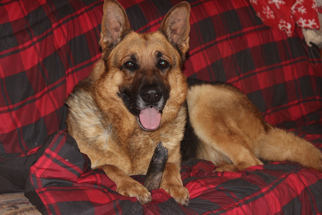 German Shepherd Breeders Michigan