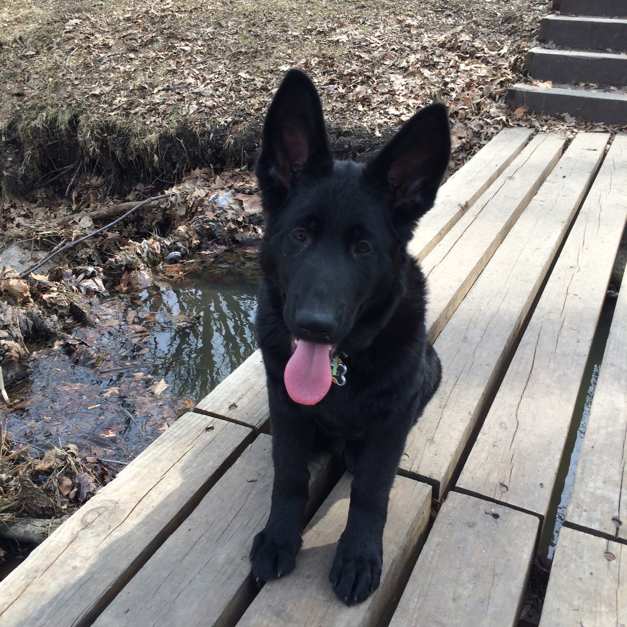 German Shepherd Kennel Purebred German Shepherd Puppies for Sale