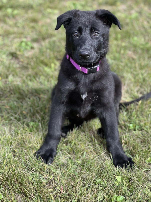 german shepherd puppy for sale michigan ohio wi